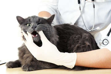Veterinarian examining teeth to a grey cat on wooden table