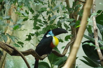 Toucan du zoo de Zurich en Suisse