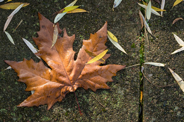Single golden maple leaf on the pavement during fall sunset evening