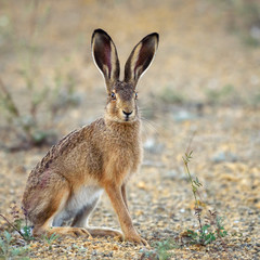 European hare stands on the ground and looking at the camera (Lepus europaeus)