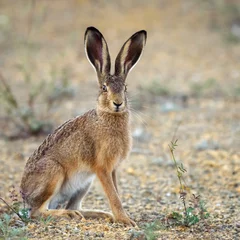 Foto op Aluminium European hare stands on the ground and looking at the camera (Lepus europaeus) © Tatiana