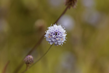 Southern succisella (Succisella inflexa)