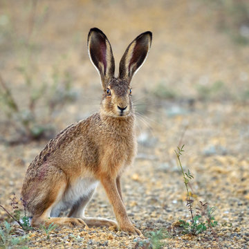European hare stands on the ground and looking at the camera (Lepus europaeus)