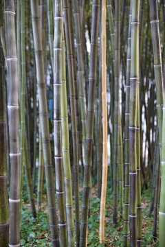Bambous noirs au jardin en été
