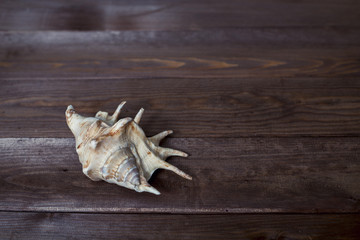 seashells on a wooden background