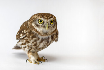 Little Owl (Athene noctua) standing in front of a white background