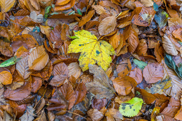Colorful leaves at the ground