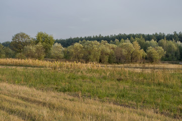 Obraz premium Сornfield in the early autumn. Dry plants around. Green trees far away. Morning 