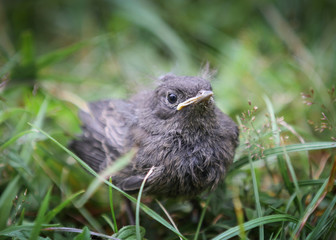 Blackbird