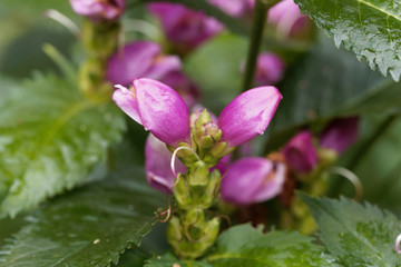 Red turtlehead (Chelone obliqua)