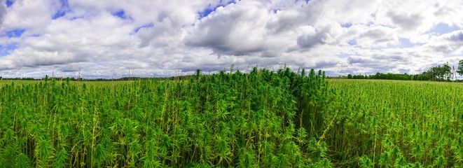Farm field with green marijuana. Nature landscape. Panorama.