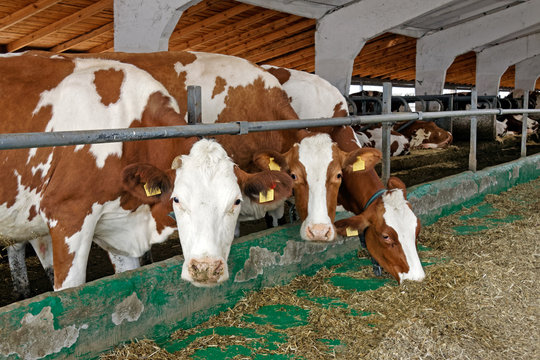 Dairy cows in a farm cowshed. Agriculture industry, farming and animal husbandry