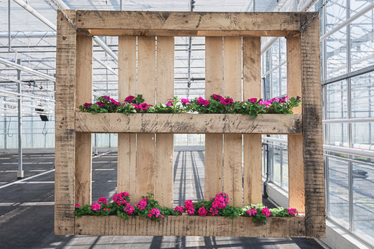Wooden pallet decorated with petunias and geraniums in a greenhouse in The Netherlands