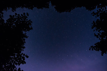 Stars over the trees at summer night on dark sky. Starfall. Milky way. Pine trees on the foreground.