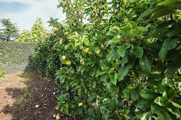 Fototapeta na wymiar A row of apple trees full of apples in the autumn garden