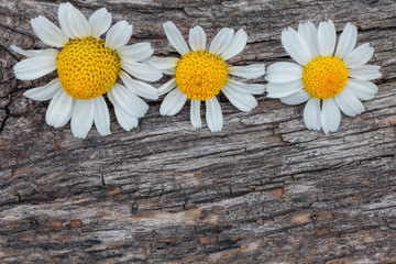 Fototapeta premium daisy flowers on weathered wood background