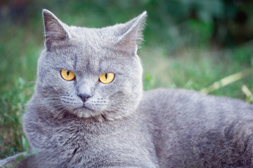 Portrait of a gray British cat. macro