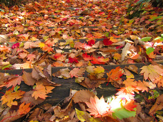 落葉　紅葉　国設滝野すずらん丘陵公園