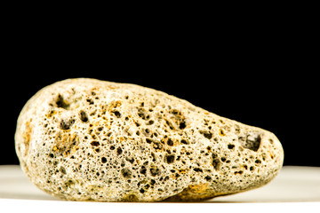 versteinerte Koralle