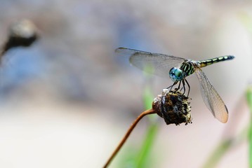 close-up of a dragonfly balancing on a green branch