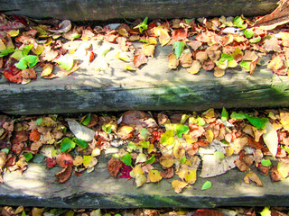 紅葉　落ち葉　国設滝野すずらん丘陵公園