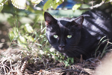 Closeup of a beauty cat sitting in front