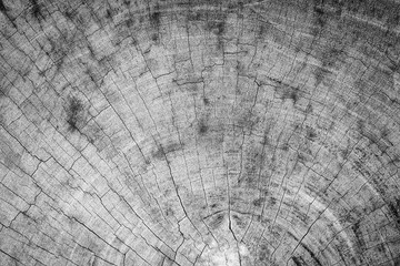 old wood texture. background