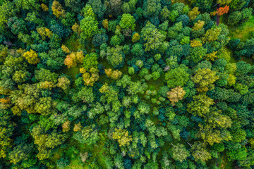 Aerial view of autumn trees. Colorful trees from above. - obrazy, fototapety, plakaty