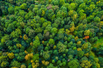 Obraz premium Aerial view of autumn trees. Colorful trees from above.