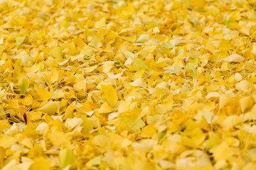 Fallen Ginkgo leaves after a frost in autumn, perfect for backgrounds or textures. 