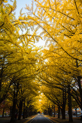 イチョウ並木　北大