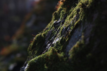 forest moss