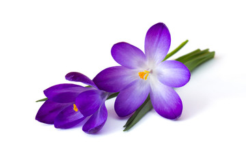 crocus - one of the first spring flowers