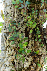 tree trunk and leaves of rhipsalis baccifera cactus also known as Spaghetti cactus