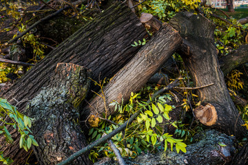 Woodpile of chopped lumber. Pile of wood logs. Stacked firewood timber