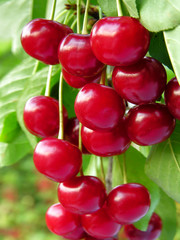 close-up of ripe cherries on a tree in the garden, vertical composition