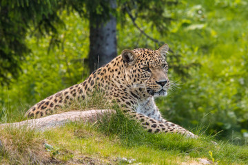 Leopard at wildlife park
