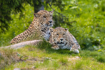 Leopards mating