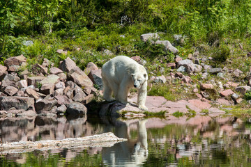 Fototapeta na wymiar Polar bear at wildlife park