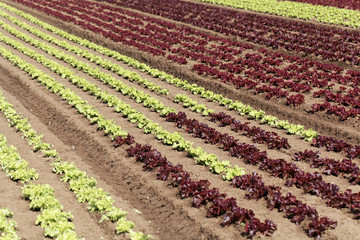 Field with Lettuce plants