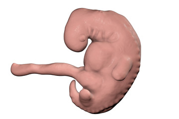 Four week embryo, late part of the fourth week on pregnancy, scientifically precise 3D illustration