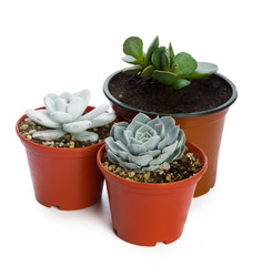 succulents plant in pot on white background
