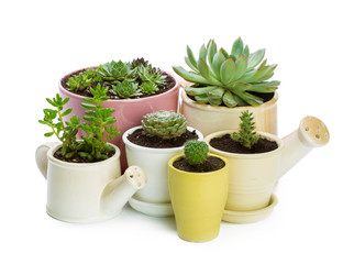 succulents plant in pot on white background
