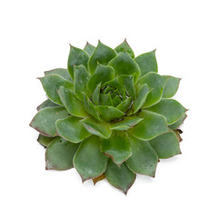 succulents plant in pot on white background