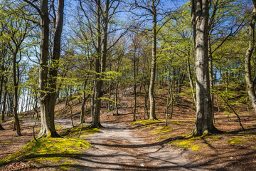 Forest path on a cliff in Orzechowo, small settlement located on the Baltic Sea coast, Poland