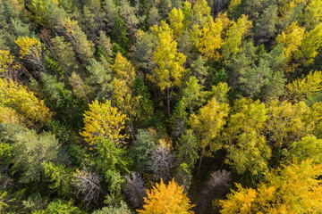 Fototapeta premium Aerial view of autumn trees. Colorful trees from above.