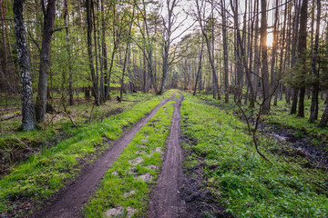 Forest road near Baltic Sea coast in Slowinski National Park, Poland