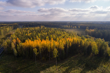 Fototapeta premium Aerial view of autumn trees. Colorful trees from above.