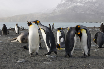 Obraz premium king penguin colony, Gold Harbour South Georgia