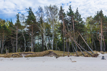 Baltic Sea sand dunes covered with pine trees in Slowinski National Park in Poland